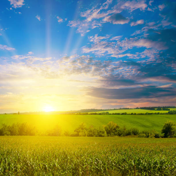 istock Green corn field in agricultural garden and sunset. 1437552573