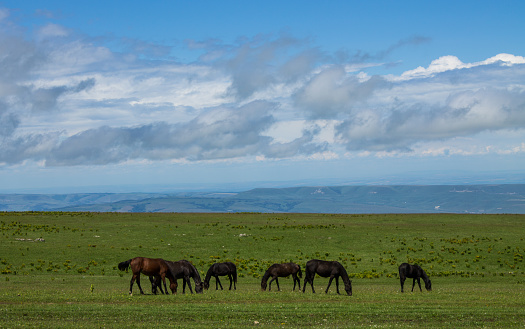 A herd of horses grazing on a wide green meadow against the background of a dramatic cloudy sky on a sunny summer day in Karachay-Cherkessia in the North Caucasus and a space for copying