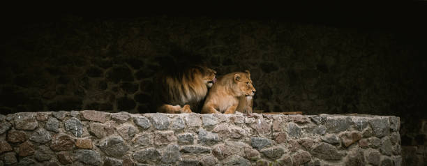 big lion with her lioness having a rest in a zoo. big wild cats in captivity - animal captivity building imagens e fotografias de stock