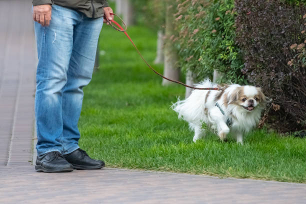istock Purebred dog on a walk on the street 1437553156