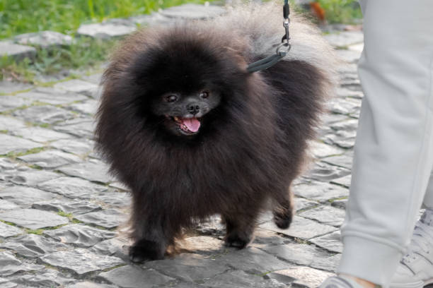 istock Purebred dog on a walk on the street 1437553174