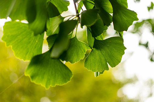 Close-up of  green  leaves (Ginkgo biloba). Shallow DOF.