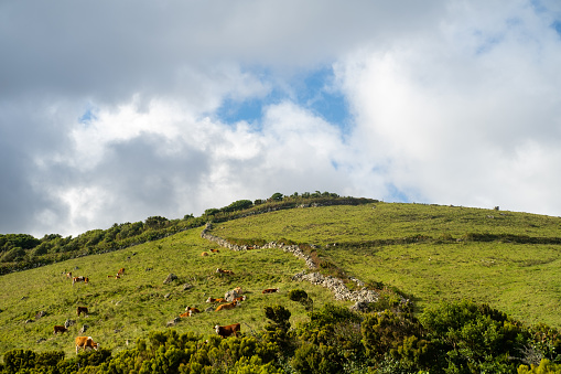 Panoramic view on the green hill.
