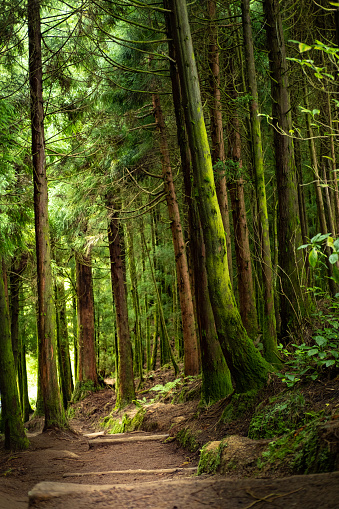 Empty path in a beautiful green forest.