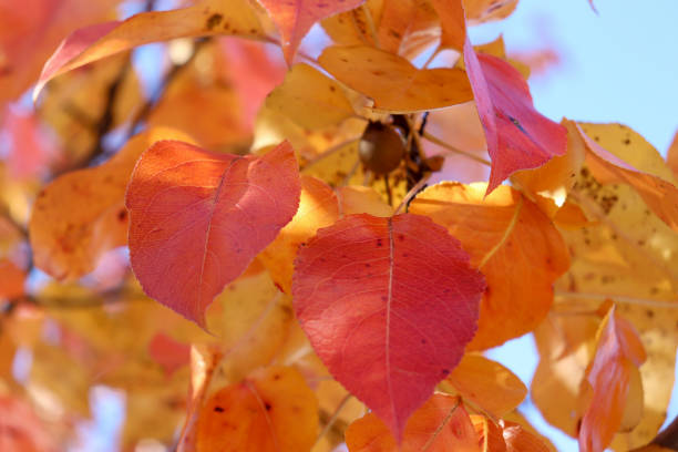 istock Autumn Morning in the park 1437555302