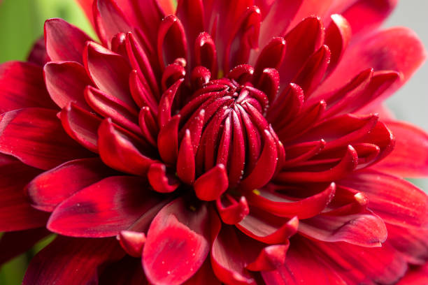istock Full frame macro texture background of a red dahlia flower 1437555740