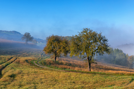 Pear trees with red leaves in the fogy autumn season in Lower Austria, Mostviertel