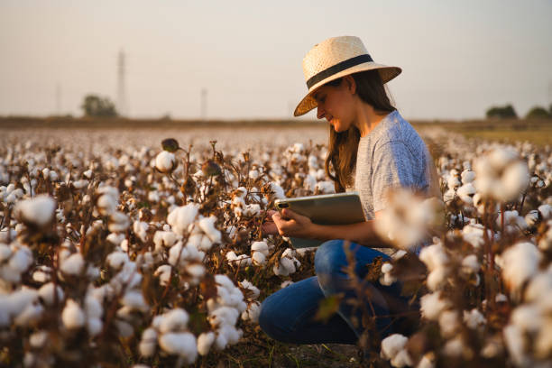 inteligentny rolnik bawełny sprawdza pole bawełny za pomocą tabletu. inteligentne rolnictwo i rolnictwo cyfrowe. kobieta, młoda kobieta agronom sprawdzający jakość bawełny - bawełna zdjęcia i obrazy z banku zdjęć
