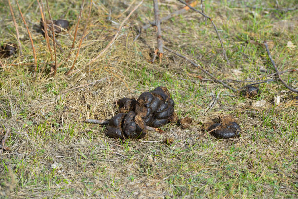 Pile of fresh horse manure