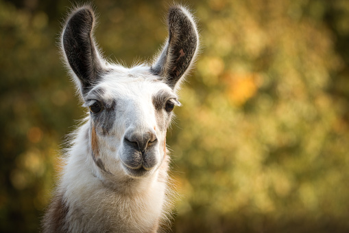 Llama Posing for a Portrait
