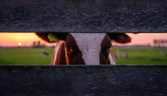 A closeup shot  of a dairy cow behind a wooden fence in a ranch