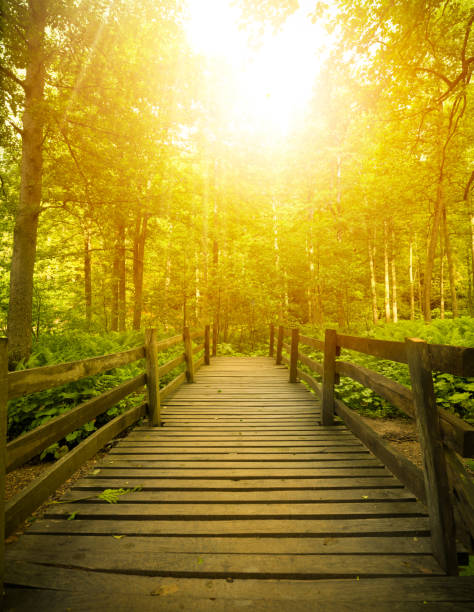 istock Wooden footbridge 1437560620