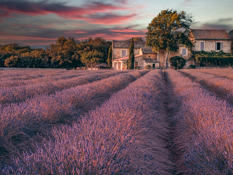 Lavender field at sunset with farmhouse in background