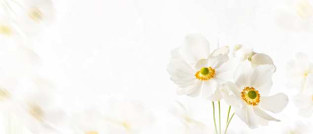 Autumn white flowers anemone Honorine Jobert on a gentle soft white background. Floral border template. Light airy delicate artistic image with copy space