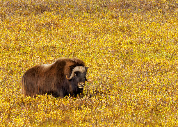 Single musk ox bull in golden field of autumn foliage along the Dalton Highway