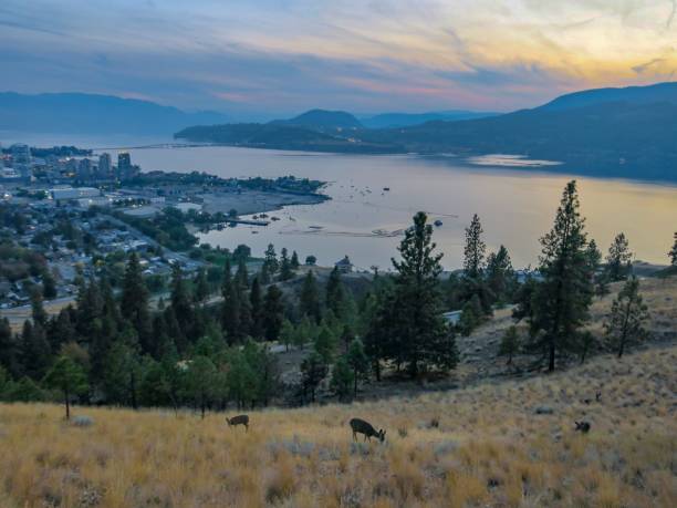 istock Kelowna and Okanagan Lake at Dusk 1437562952