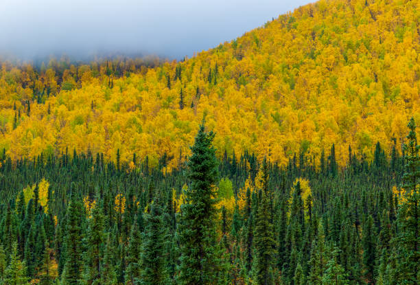 Low fog layer hanging over mountain covered with yellow autumn trees