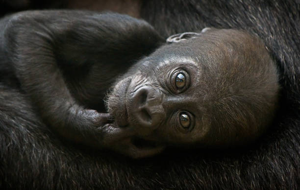 istock Cute baby gorilla, male 1437563152