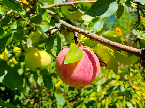 Snail sits on an apple, Kharkiv, Ukraine