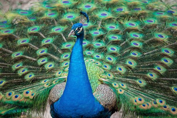 istock Common blue Common peacock with adorable, fully open wings 1437564516