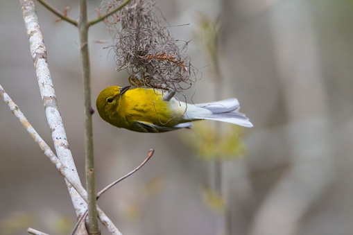 A close-up shot of an American Goldfinch trying to make nest