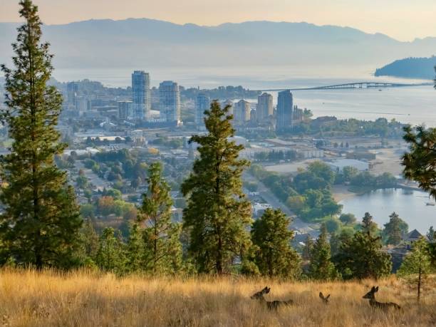 istock Deer and the City 1437564717