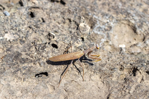 Baby Praying Mantis