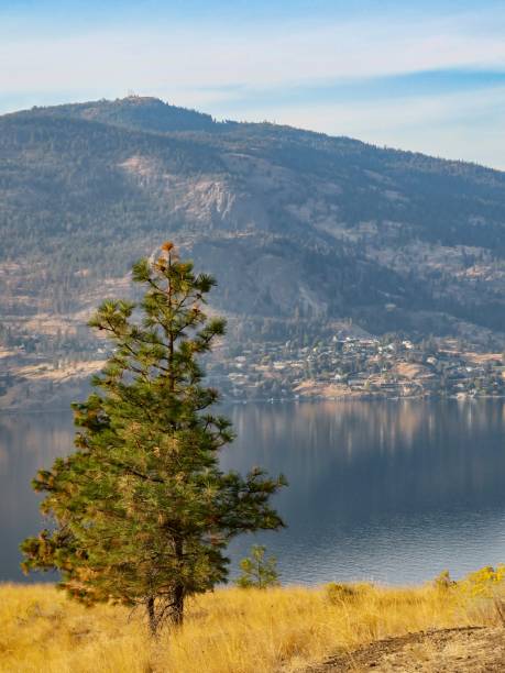 istock A Tree and Okanagan Lake at Golden Hour 1437565403