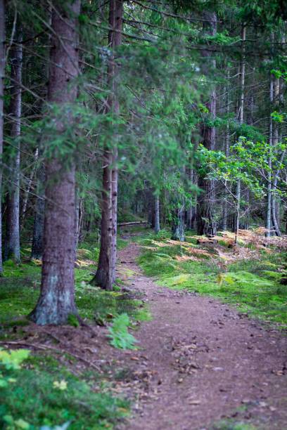 istock Vertical shot of beautiful trees in the forest 1437565852
