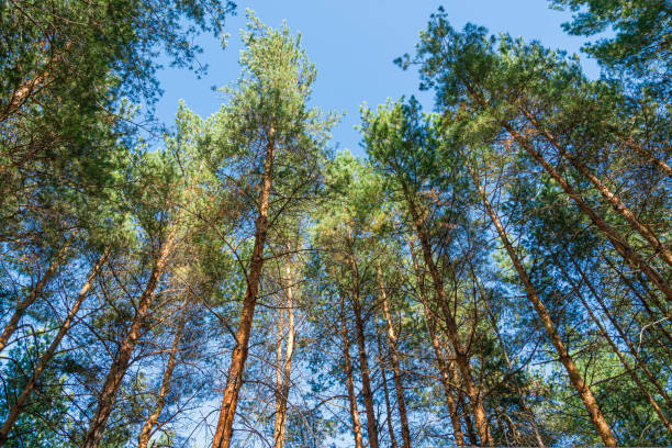 istock pine branch with a cone close up against the blue sky 1437566605