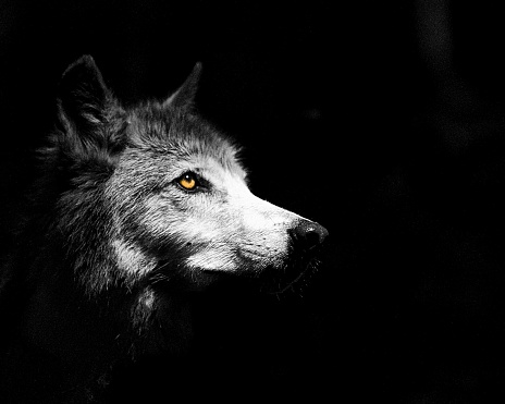 A closeup shot of a French mountain wolf on the black background in grayscale