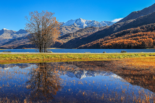 Sils lake with reflection of tree and the swiss snow alps in Upper Engadine with golden trees in autumn, Canton of Grisons, Switzerland.