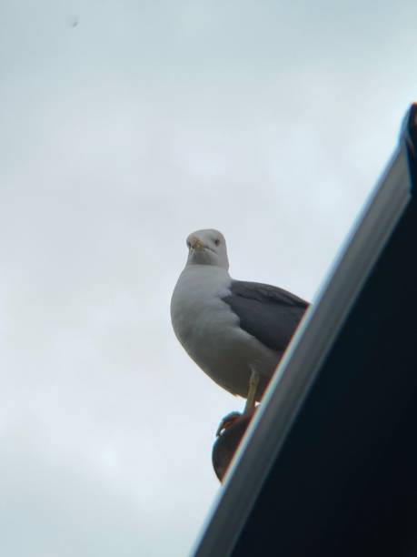 Against a grey sky, a seagull perched on a rooftop surveying the ground for food.