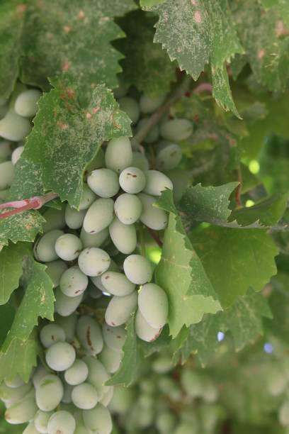 istock Vertical shot of green grapes on vines 1437569884