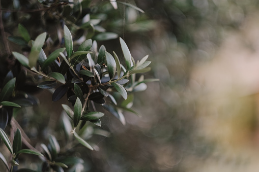 A closeup shot of olive branches on blurred bokeh background