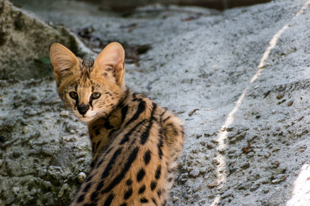 istock Closeup shot of a young serval cat 1437573006