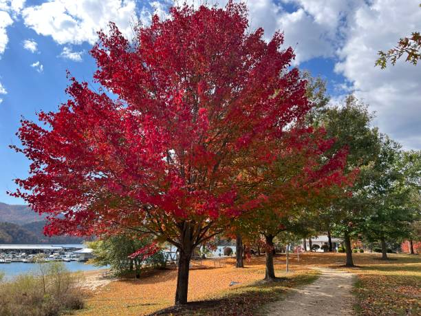 istock Autumn tree at the lake 1437573133