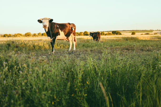 istock Black and white dairy cow grazing in a field 1437573797
