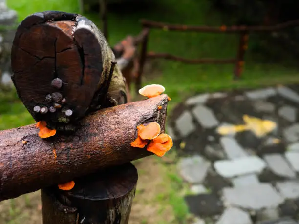 Wet wooden fence with orange Ganoderma fungus
