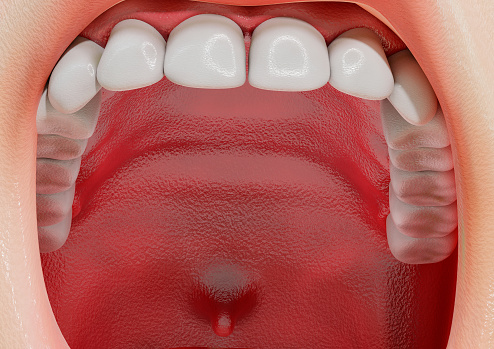 human incisors and canines teeth in the mouth. 3D illustration