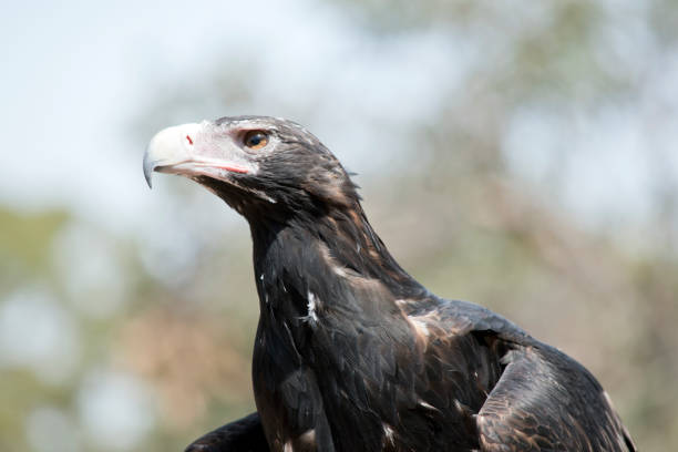 istock as the wedge tail eagle gets older their feathers change and get darker 1437579933