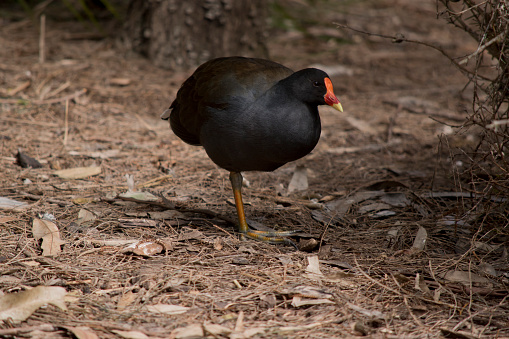 the dusky moorhen  has a red bill, red/orange frontal area on the head with a yellow tip on its beak, and a white band on the flanks its body is black.