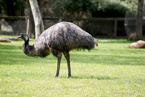 the emu is a tall flightless bird with a long neck and black bill and brown eyes