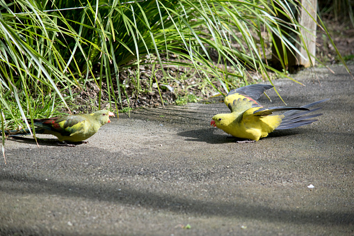the is a male and female regent parrot on the ground