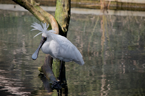 the royal spoonbill is showing his head feathers looking for a mate