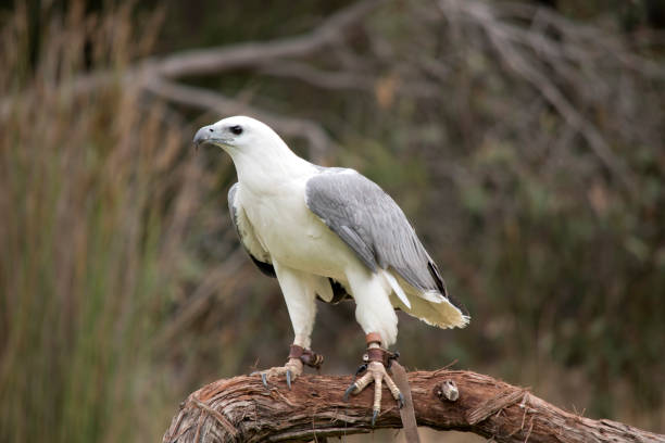 istock The White-bellied Sea-Eagle is the second largest raptor  found in Australia he is standing on a branch 1437580270
