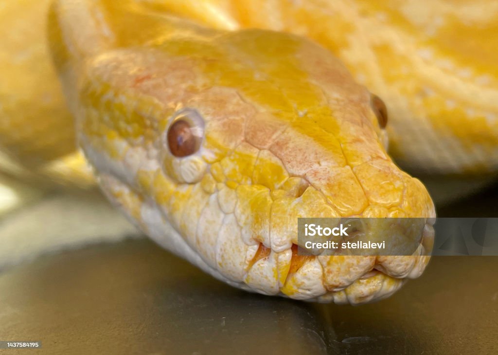 Albino Burmese Python Head Close Up Stock Photo - Download Image Now ...