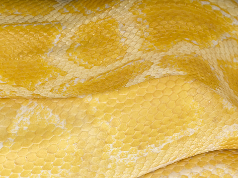 A close-up view of a red tailed Columbia boa constrictor.