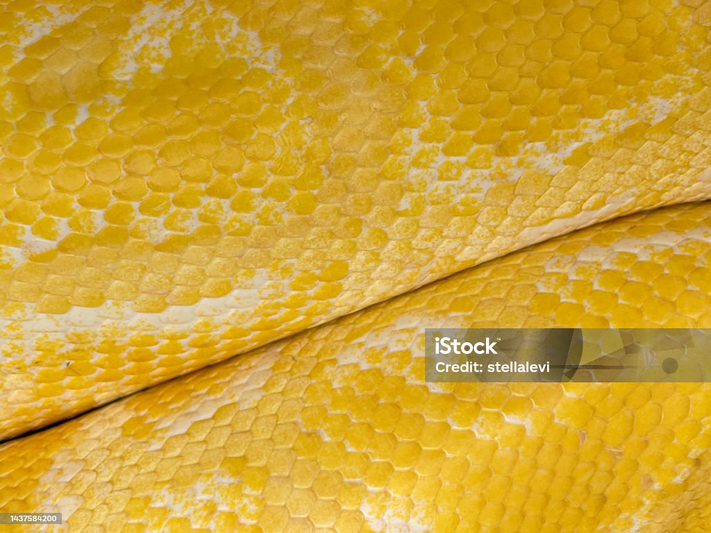 Albino Burmese Python Skin Close Up Stock Photo - Download Image Now ...