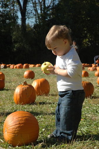 Boy in field of pumpkins ironically staring at an apple
